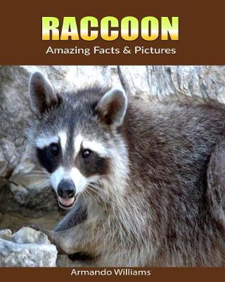 Book cover for Raccoon