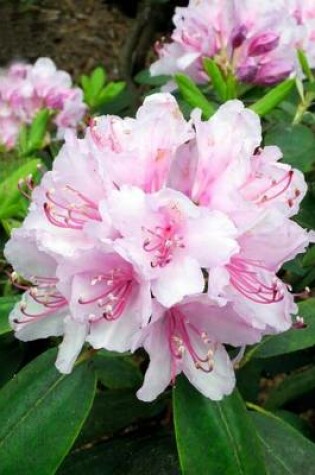 Cover of Pretty in Pink Rhododendron in Bloom Flower Journal