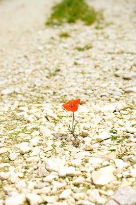 Book cover for A Single Poppy Growing in a Road, for the Love of Flowers