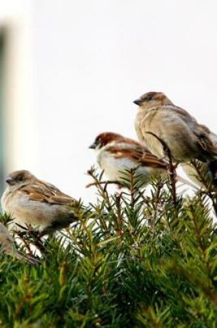 Cover of Sparrow Birds Perched on a Shrub Journal