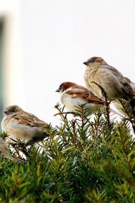 Book cover for Sparrow Birds Perched on a Shrub Journal