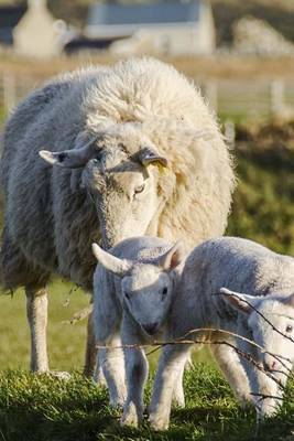 Book cover for A Sheep and Two Lambs in Spring