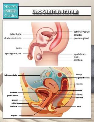 Cover of Urogenital System (Speedy Study Guides)