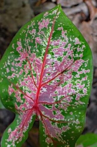 Cover of Lovely Pink and Green Caladium Leaf Journal