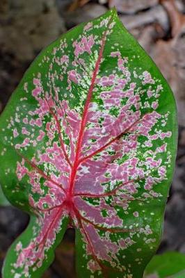 Book cover for Lovely Pink and Green Caladium Leaf Journal