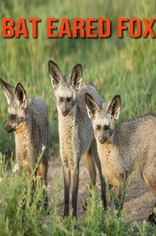 Cover of Bat Eared Fox