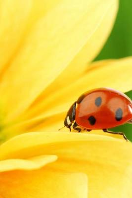 Book cover for Ladybug on a Brilliant Yellow Flower