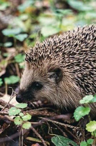 Cover of A Cute Little Hedgehog in the Woods