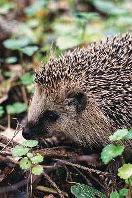 Book cover for A Cute Little Hedgehog in the Woods