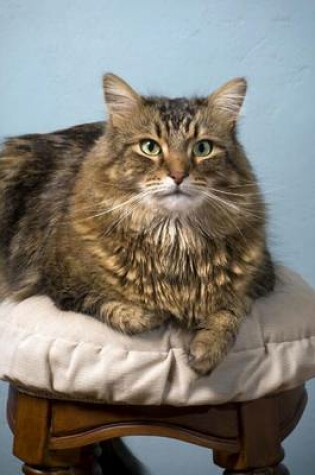 Cover of Maine Coon Cat on a Stool Journal