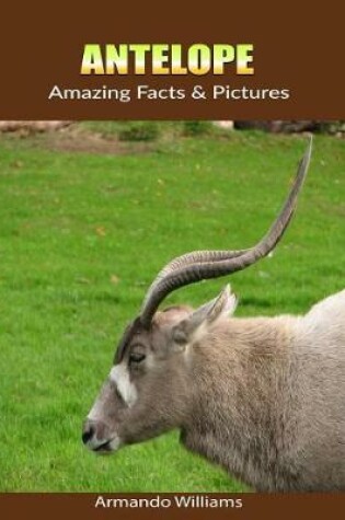 Cover of Antelope