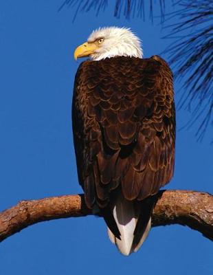 Book cover for Bald Eagle Blank Sketchbook