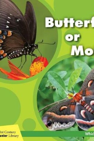Cover of Butterfly or Moth