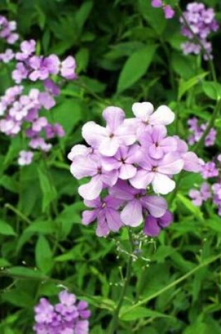 Cover of Dames Rocket Blooms (for the Love of Flowers)