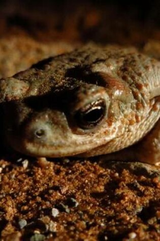 Cover of A Red Spotted Toad in Utah at Night