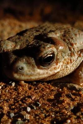 Book cover for A Red Spotted Toad in Utah at Night