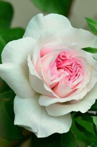 Cover of Beautiful White and Pink Rose Bloom Journal