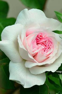 Book cover for Beautiful White and Pink Rose Bloom Journal