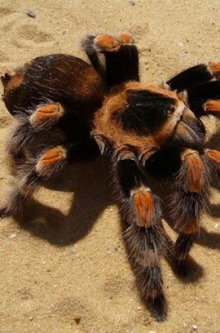 Cover of Brachypelma Smithi Mexican Red Knee Tarantula Bird Eater