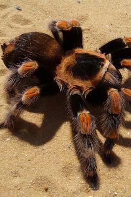 Book cover for Brachypelma Smithi Mexican Red Knee Tarantula Bird Eater