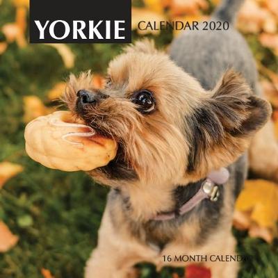 Book cover for Yorkie Calendar 2020