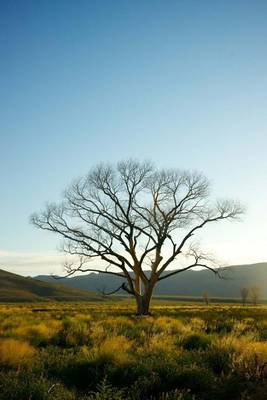 Book cover for A Single Tree on the Western Plains of Colorado