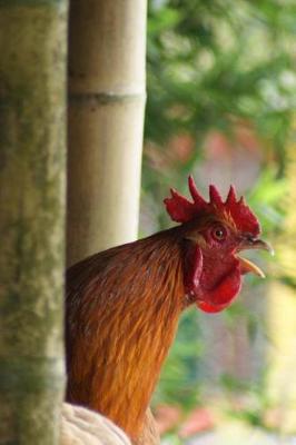 Book cover for Rooster Crowing in the Morning Barnyard Animal Journal