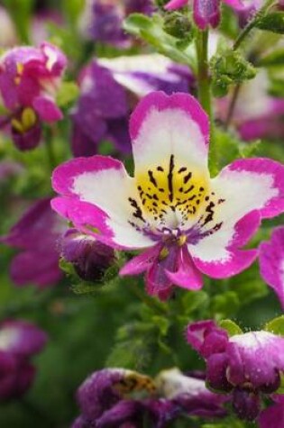 Cover of Auernorchidee Blooming Purple and White, for the Love of Flowers