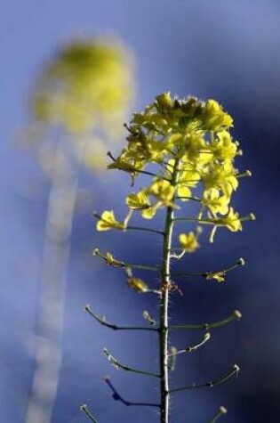 Cover of A Yellow Rapeseed Flower and Reflection Journal