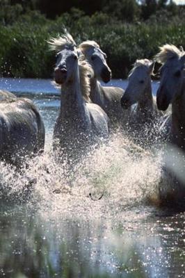 Book cover for Journal Chincoteague Ponies Splash Water Horse Equine