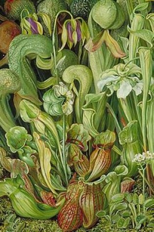 Cover of Marianne North Orchids in Art Orchids and Pitcher Plants