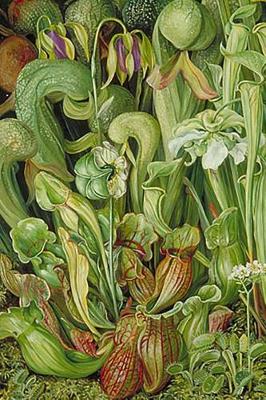 Book cover for Marianne North Orchids in Art Orchids and Pitcher Plants