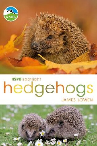 Cover of RSPB Spotlight Hedgehogs