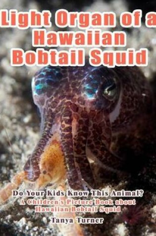 Cover of Light Organ of a Hawaiian Bobtail Squid