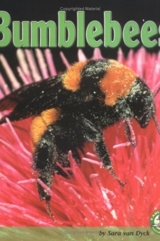 Cover of Bumblebees