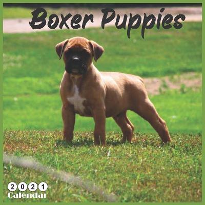 Book cover for Boxer Puppies 2021 Calendar