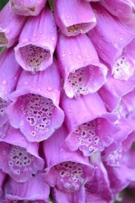 Book cover for Beautiful Purple Foxglove Flowers Journal