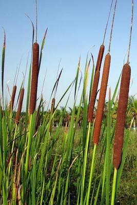 Book cover for Lesser Bulrush Field, for the Love of Nature