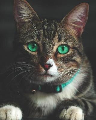 Book cover for Cat with Green Eyes