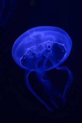 Book cover for A Cool Jellyfish in Blue on Black