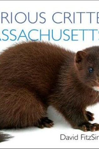Cover of Curious Critters Massachusetts