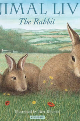 Cover of Rabbit