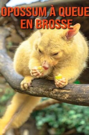 Cover of Opossum à Queue en Brosse