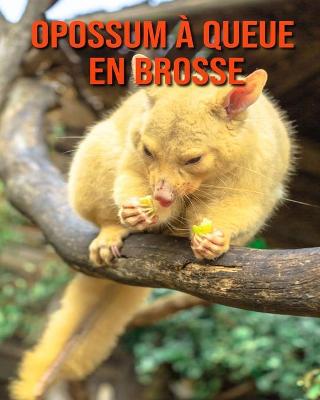 Book cover for Opossum à Queue en Brosse