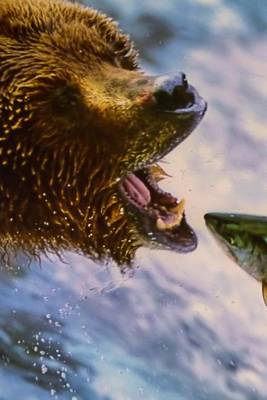 Book cover for A Grizzly Bear Catching a Salmon