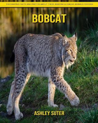 Book cover for Bobcat