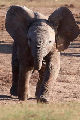 Book cover for Playful Baby Elephant Journal