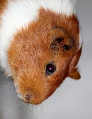 Book cover for Jumbo Oversized American Smooth Hair Guinea Pig