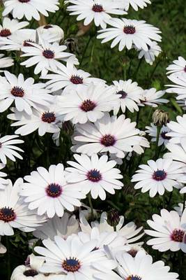 Book cover for A Cluster of Beautiful White African Daisies, for the Love of Flowers