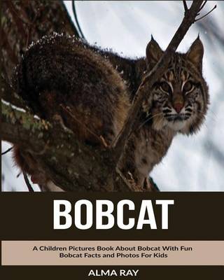 Book cover for Bobcat